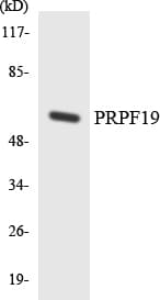 PRPF19 / PRP19 Antibody (aa151-200)
