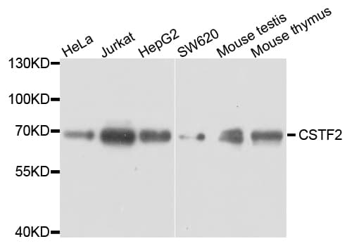 Polyclonal Rabbit anti-Human CSTF2 / CstF-64 Antibody (WB)