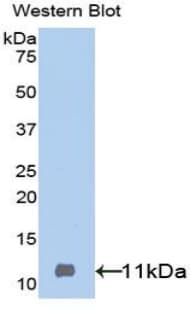 IGF2 Antibody (aa25-91, Cy3)