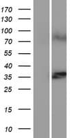 LASS1 Protein (Over-Expression Lysate Myc-DDK (Flag))