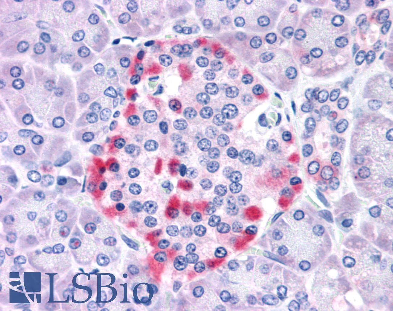 IHC-plus™ IGSF4C / CADM4 Antibody (Internal)