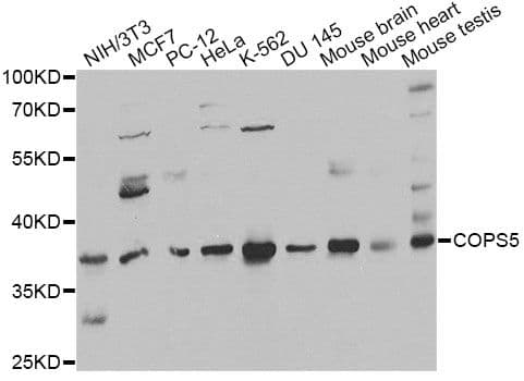 COPS5 / JAB1 Antibody