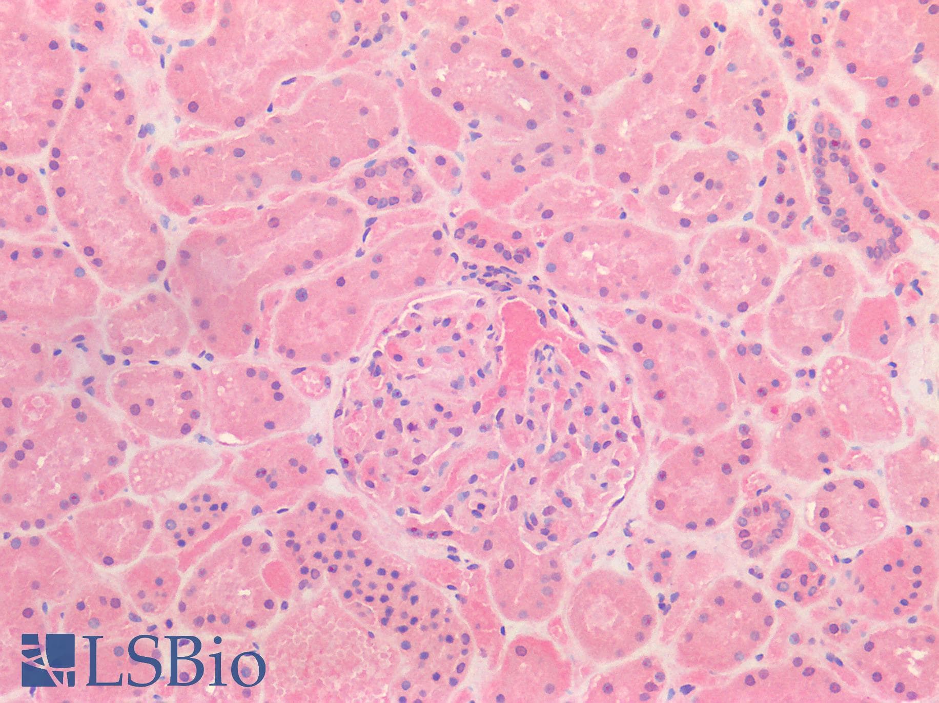 IHC-plus™ HGF / Hepatocyte Growth Factor Antibody