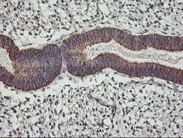 TRAP1 / HSP75 Antibody (clone OTI1H8, Carrier-free)