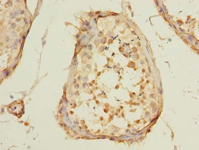 POLR3E / SIN Antibody