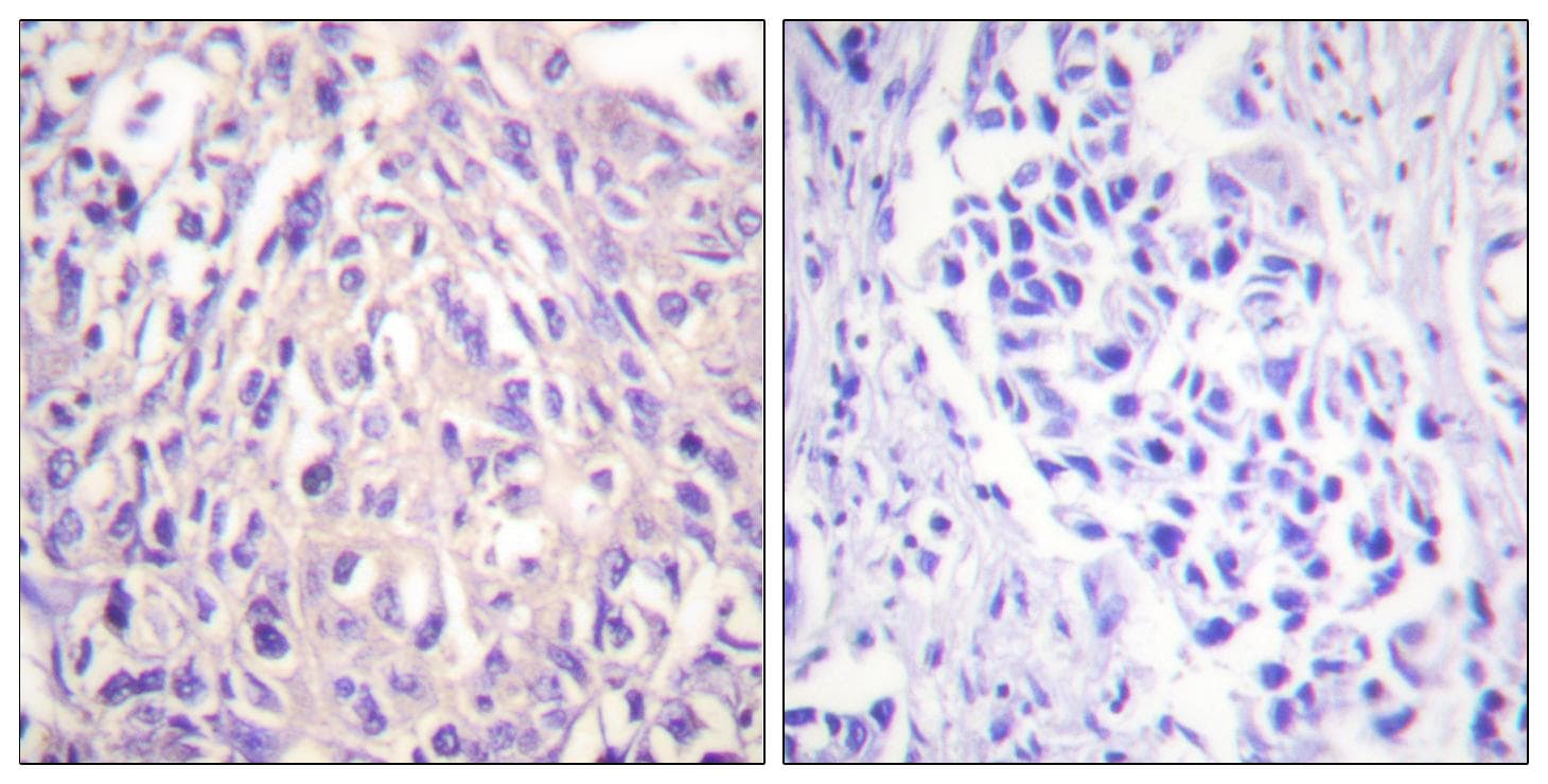 Polyclonal Rabbit anti-Human UBE1L / UBA7 Antibody (IHC, WB)