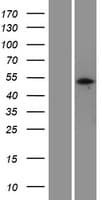 PELI3 / Pellino 3 Protein (Over-Expression Lysate Myc-DDK (Flag))
