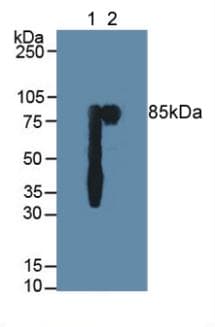 PIGR Antibody (aa19-120)