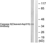 PathPlus™ CASP9 / Caspase 9 Antibody (aa266-315)