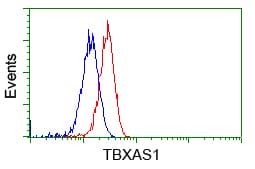 TS / Thromboxane Synthase Antibody (clone OTI2C1)