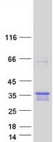 Human TMEM74B / C20orf46 Protein (Recombinant Myc-DDK (Flag))