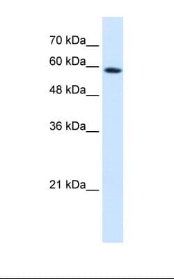 PSG9 Antibody (aa102-151)
