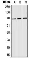 Polyclonal Rabbit anti-Human SLU7 / 9G8 Antibody (Internal, WB)