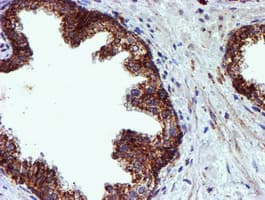NDUFB9 Antibody (clone OTI13H11)