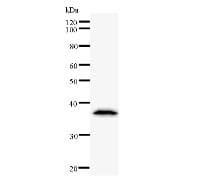 TCERG1 / CA150 Antibody (clone TCEAD79A)