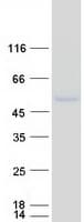 Human OPCML / OBCAM Protein (Recombinant Myc-DDK (Flag))
