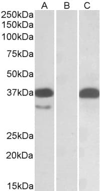 IHC-plus™ PIM2 / Pim-2 Antibody (aa287-299)
