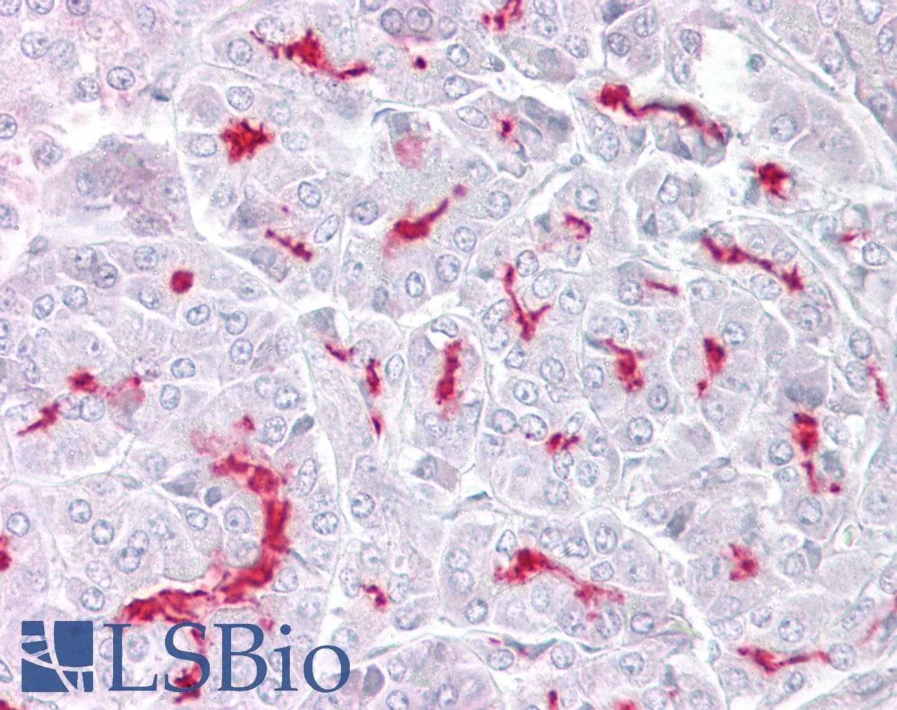 TRPM5 Antibody (aa205-254)