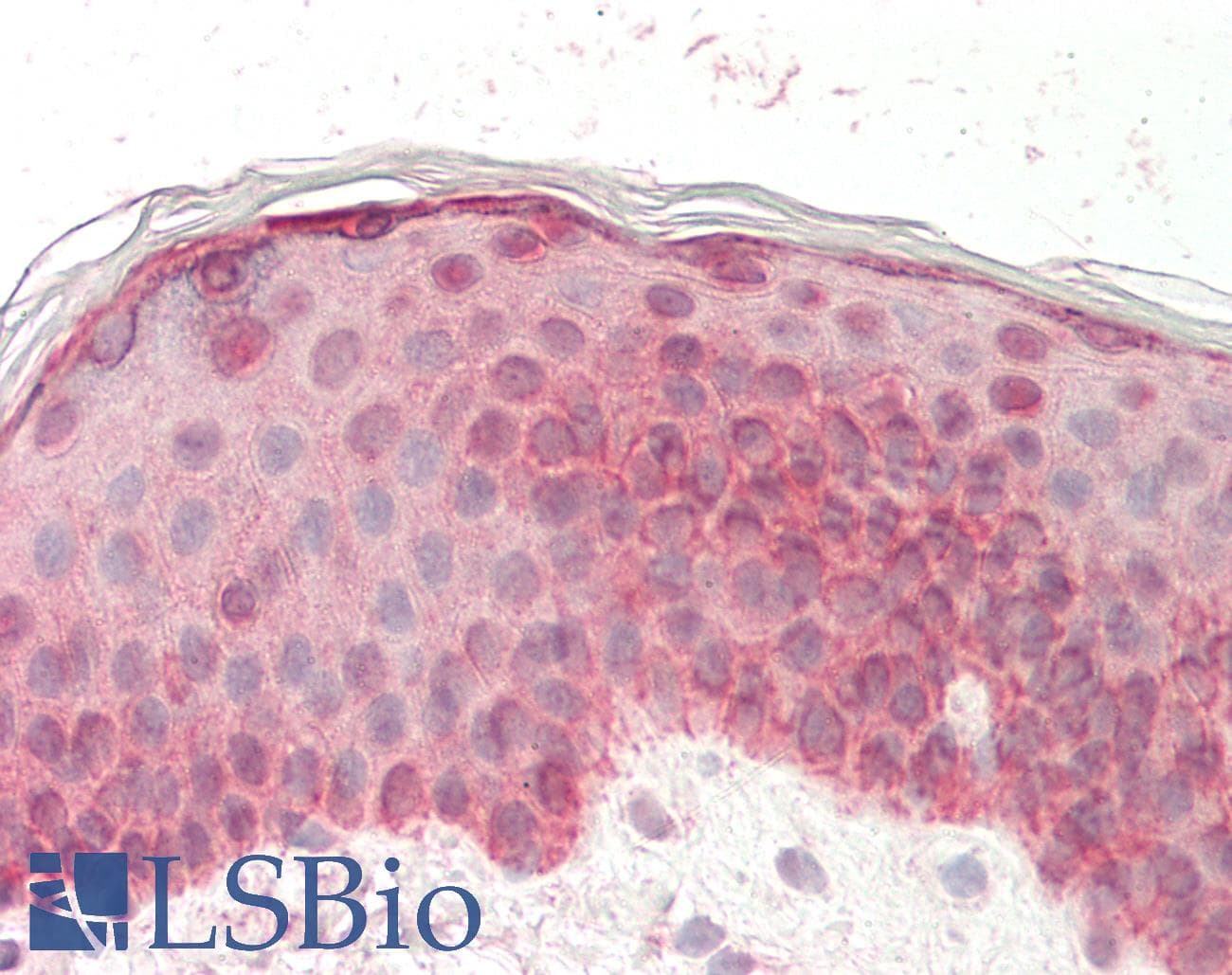 IHC-plus™ Polyclonal Goat anti-Human EGF Antibody (aa106-119, IHC, WB)