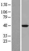 IDO1 / IDO Protein (Over-Expression Lysate Myc-DDK (Flag))