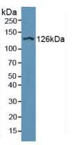 ITGAD / CD11d Antibody (aa879-1099)