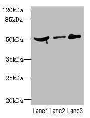 CPN1 Antibody