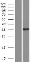 WWP2 Protein (Over-Expression Lysate Myc-DDK (Flag))