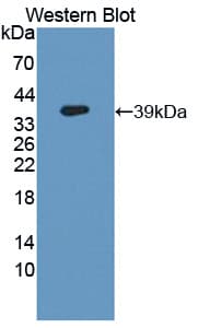 FOLH1 / PSMA Antibody (aa274-587)