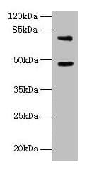 CASP12 / Caspase 12 Antibody (aa1-92)