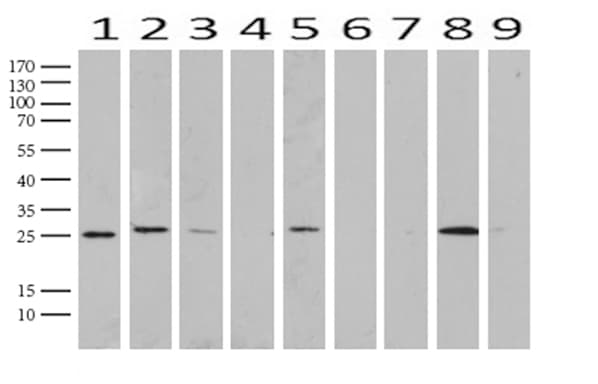 Monoclonal Mouse anti-Human C14orf166 Antibody (clone UMAB181, IHC, IF, WB)