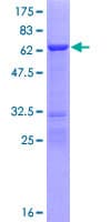 Human NECAB3 Protein (Recombinant GST)