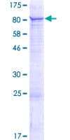 Human C2orf63 Protein (Recombinant GST)
