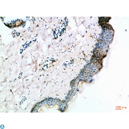 FZD4 / Frizzled 4 Antibody