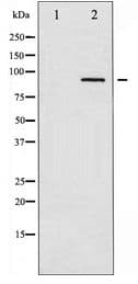 ADD1 / Adducin Alpha Antibody