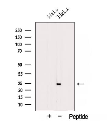 TESC Antibody