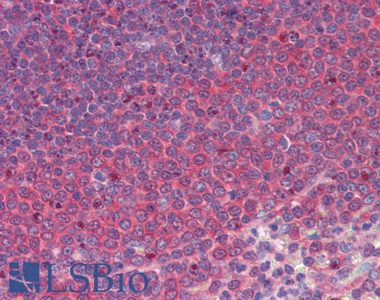 IHC-plus™ CANX / Calnexin Antibody (clone 3H4A7)