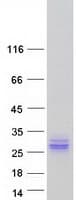 Human ASCL2 Protein (Recombinant Myc-DDK (Flag))