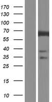FLCN / Folliculin Protein (Over-Expression Lysate Myc-DDK (Flag))