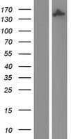 IQGAP2 Protein (Over-Expression Lysate Myc-DDK (Flag))