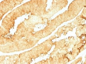 VIL1 / Villin Antibody (clone VIL1/1314, Azide-free, BSA-free)