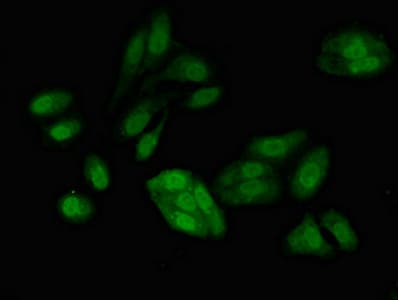 RFC4 Antibody