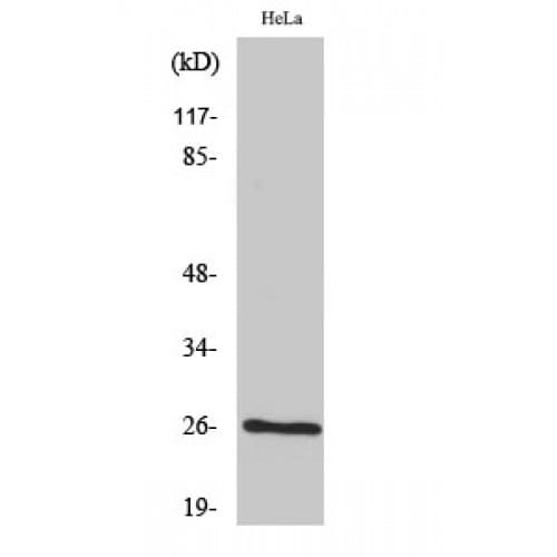 BCAS2 Antibody (150-230 aa, C-terminal)