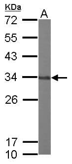 Polyclonal Rabbit anti-Human HC71 / GLOD4 Antibody (aa5-217, IHC, WB)