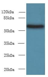 PDIA5 / PDIR Antibody