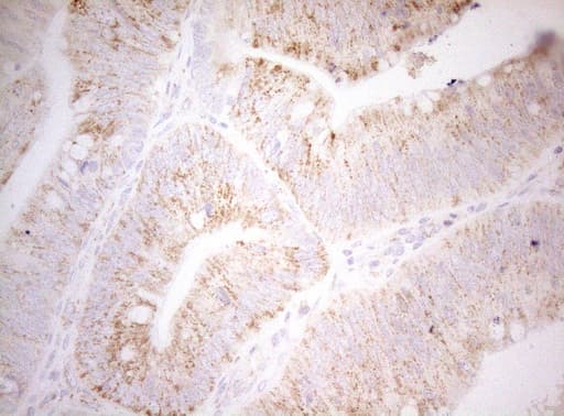 DECR1 Antibody (clone OTI4G4, Carrier-free)