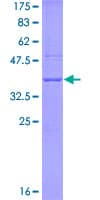 Human APOBEC3G / CEM15 Protein (Recombinant GST, N-terminus)