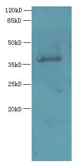 Polyclonal Rabbit anti-Human ELAVL1 / HUR Antibody (WB)