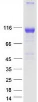 Human EPHA7 / EPH Receptor A7 Protein (Recombinant Myc-DDK (Flag))