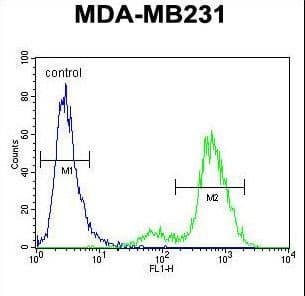 IHC-plus™ SYCE2 Antibody (aa1-30)