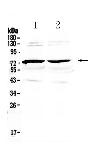 GAS6 Antibody